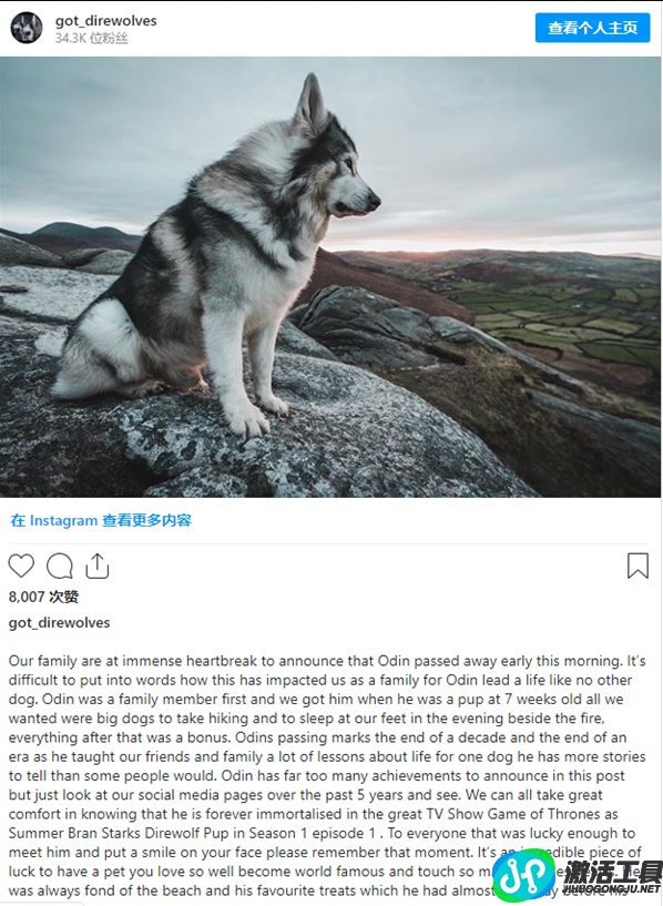 冰原狼的“扮演”狗患癌症去世