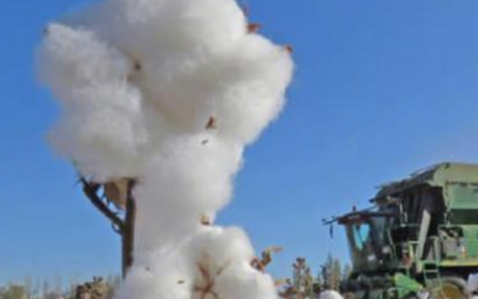 美国为什么盯住新疆的棉花不放？